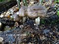 Pluteus cervinus-amf1485-1